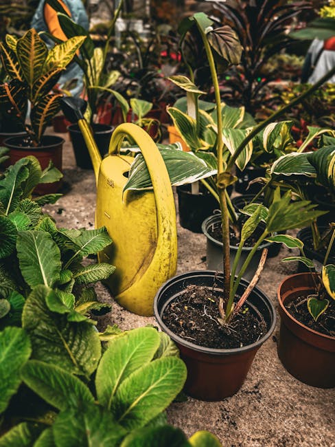 A variety of potted plants arranged on a garden path, including leafy green plants with broad textured leaves and smaller plants with variegated foliage. A yellow watering can is positioned among the